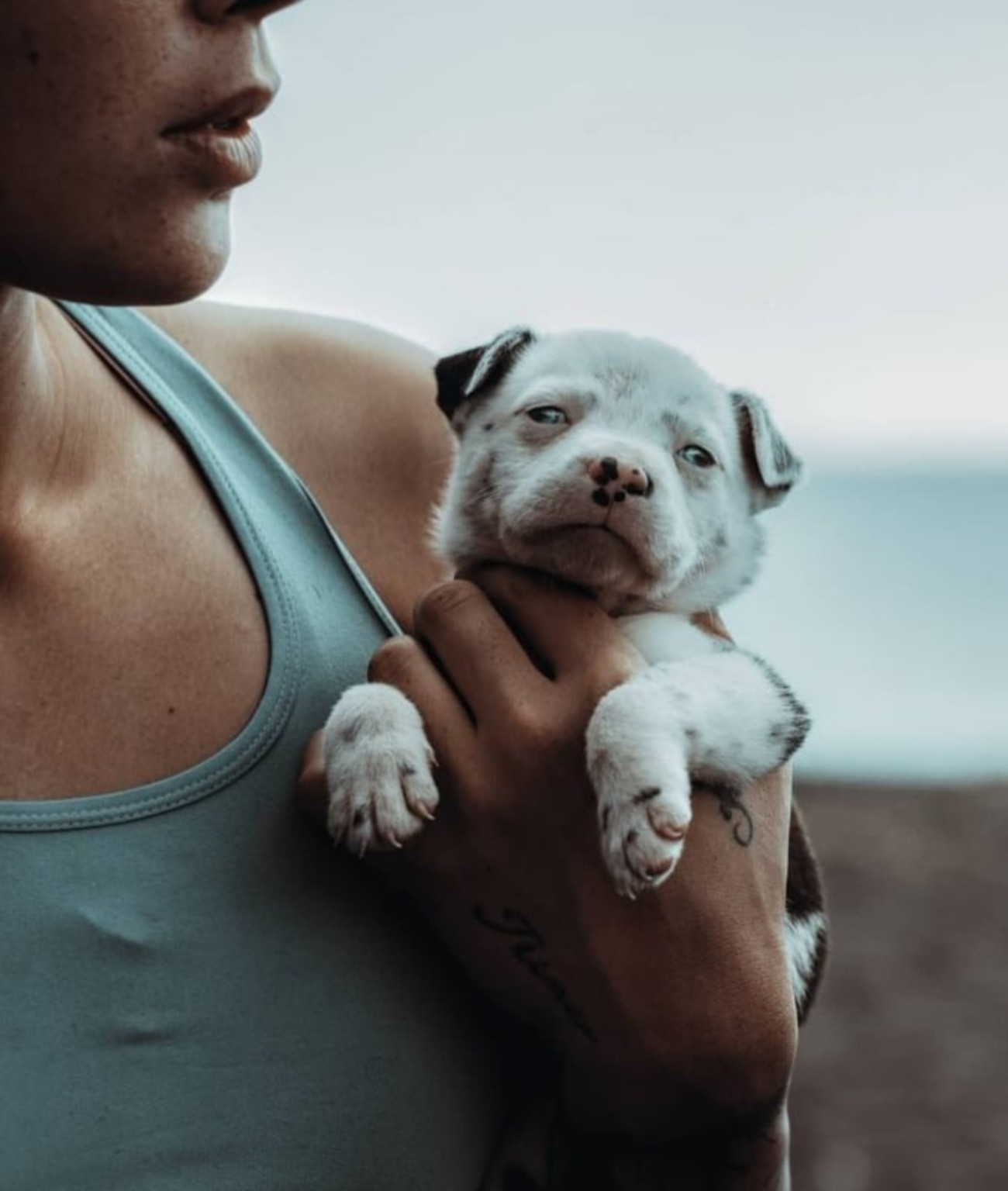 Chien dans les bras de sa propriétaire