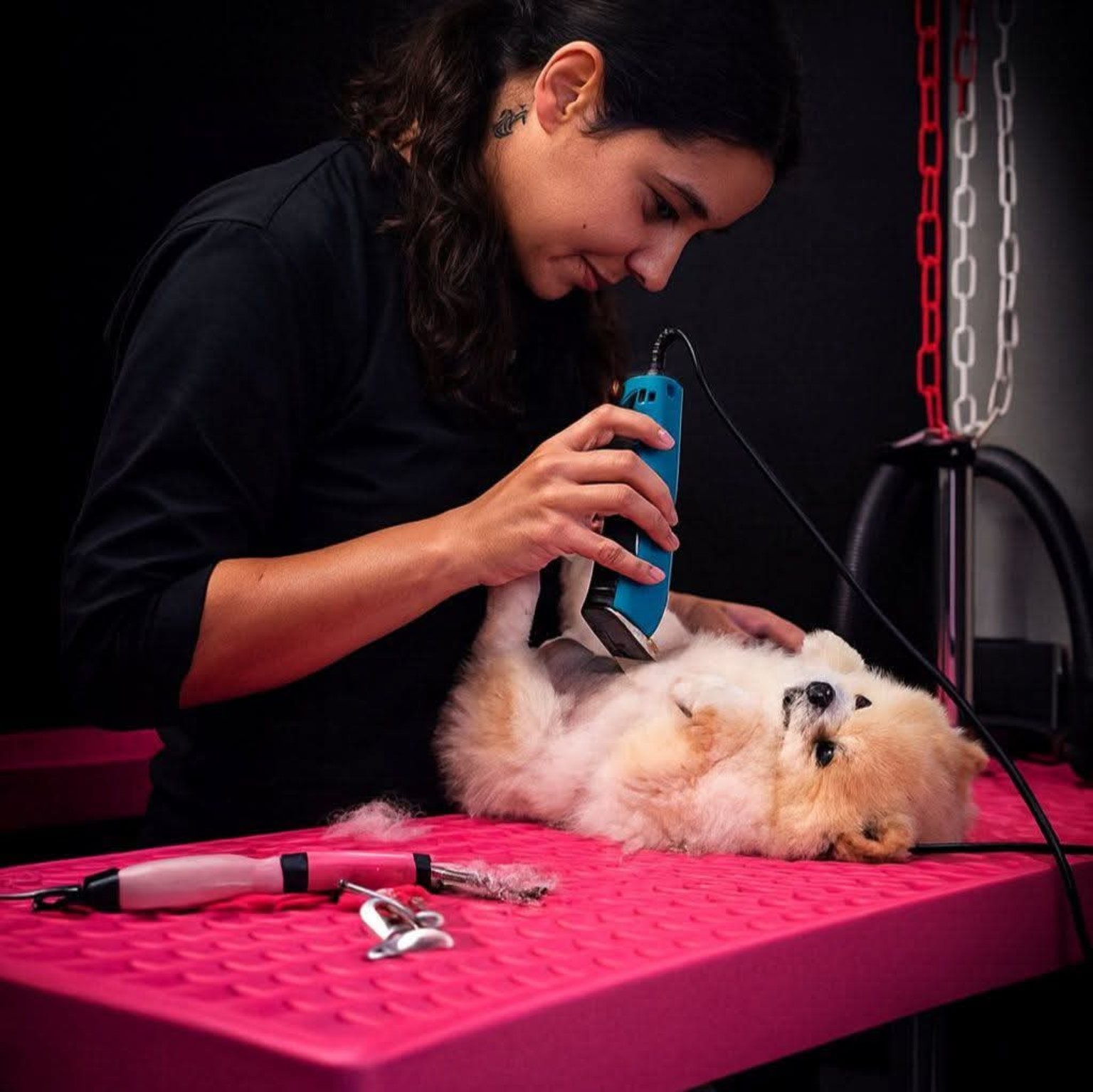 Séance de toilettage avec un chien